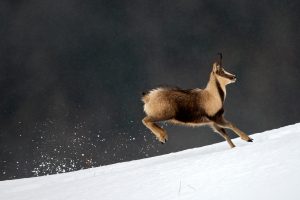 Chamois Pyrenees