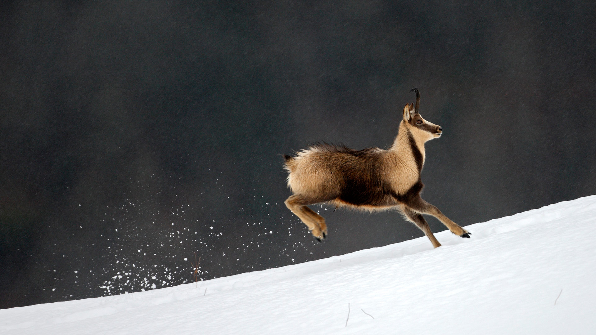 Chamois Pyrenees