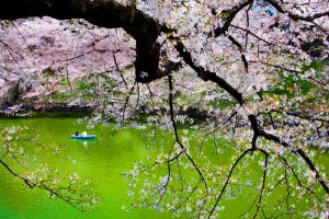 Chidorigafuchi