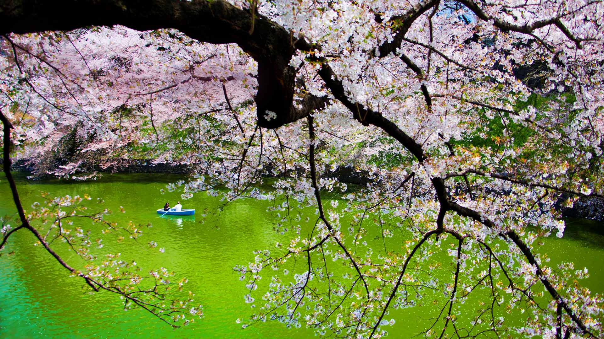 Chidorigafuchi