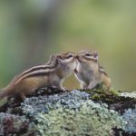 Chipmunkkiss