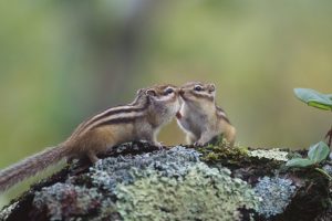 Chipmunkkiss