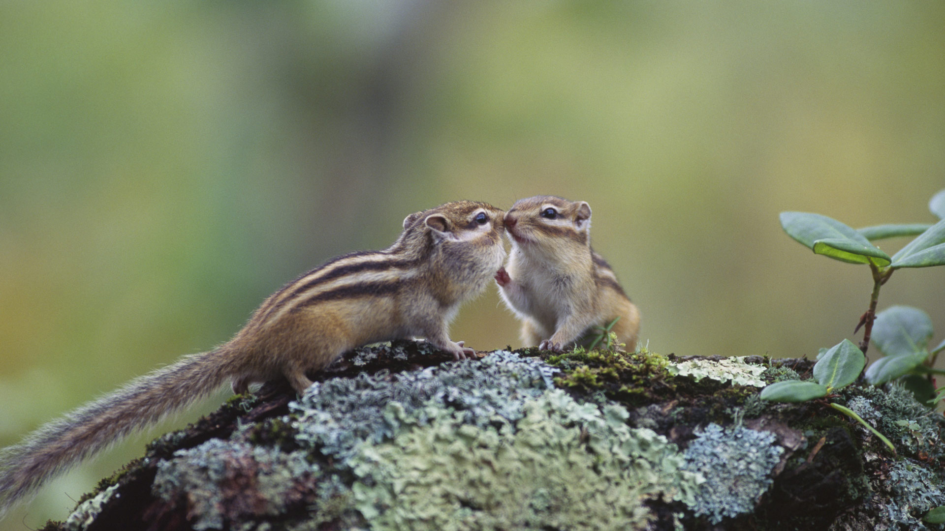 Chipmunkkiss