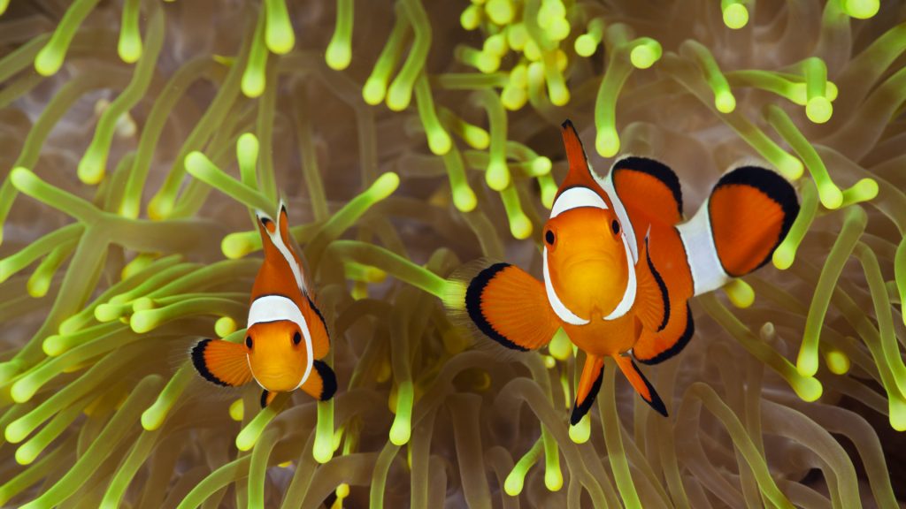 Clown Anemonefish