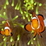 Clown Anemonefish