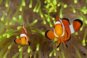 Clown Anemonefish