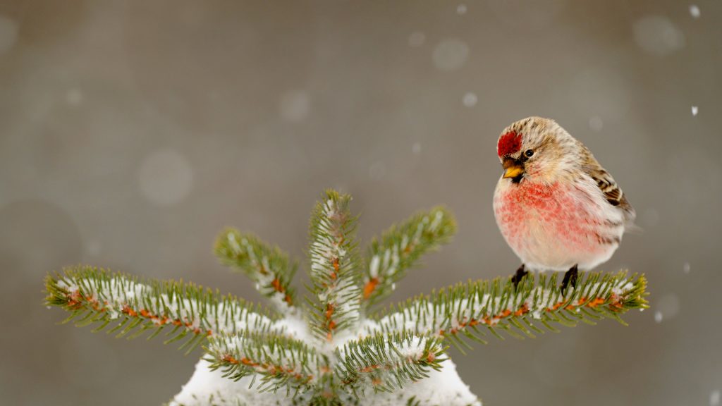 Common Redpoll