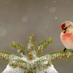 Common Redpoll