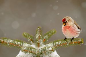 Common Redpoll