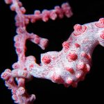 Coral Seahorse