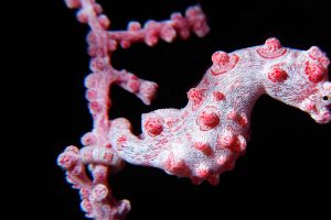 Coral Seahorse