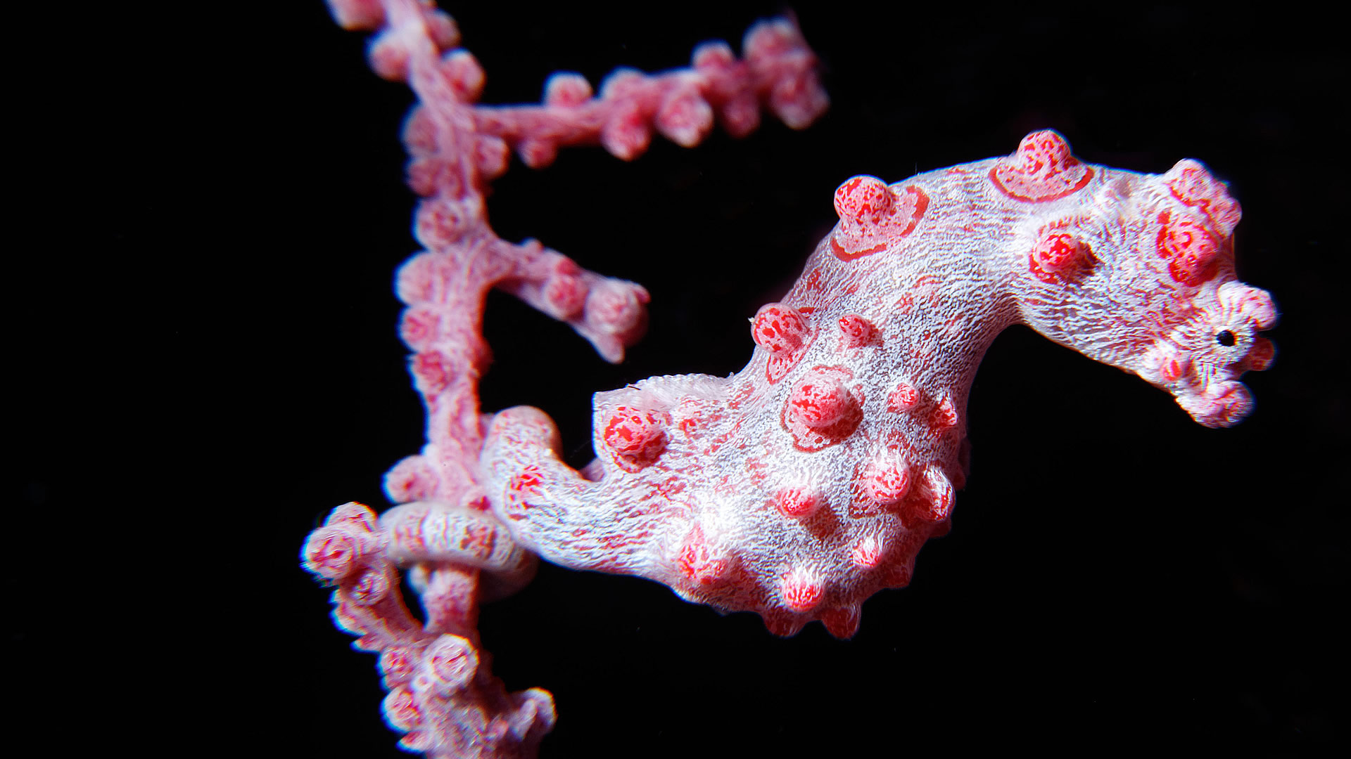 Coral Seahorse