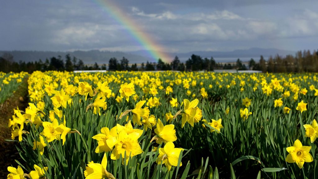 Daffodils