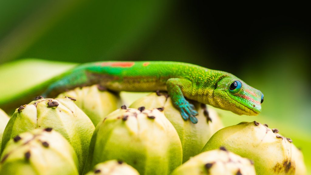 Day Gecko