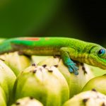 Day Gecko