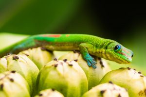 Day Gecko