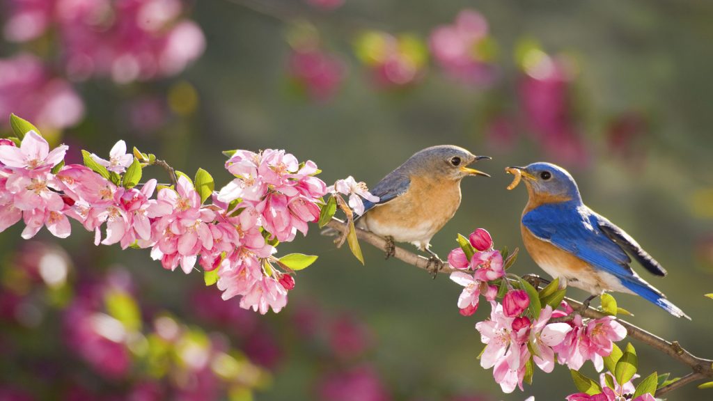 Eastern Bluebirds