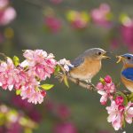 Eastern Bluebirds