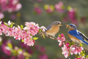 Eastern Bluebirds