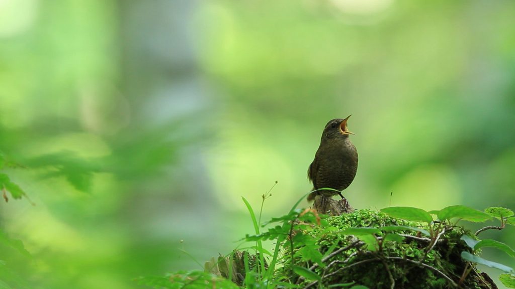 Eurasian Wren Opera