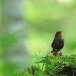 Eurasian Wren Opera