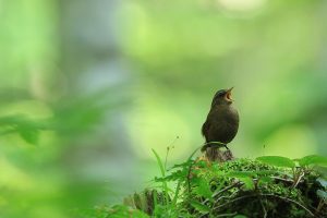 Eurasian Wren Opera