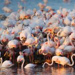 Flamingos Camargue