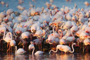 Flamingos Camargue