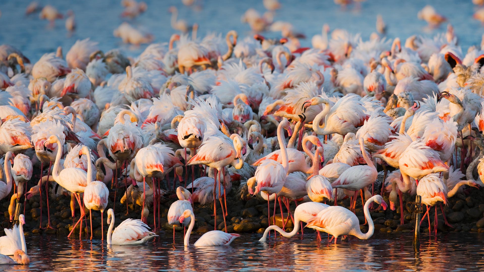 Flamingos Camargue