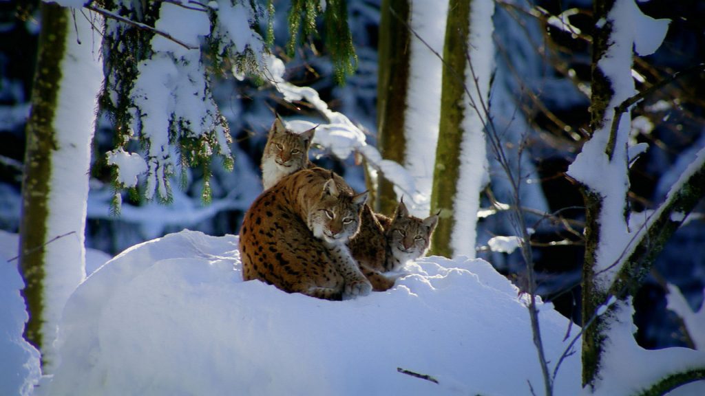 Germany Lynx