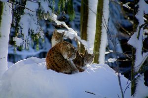 Germany Lynx