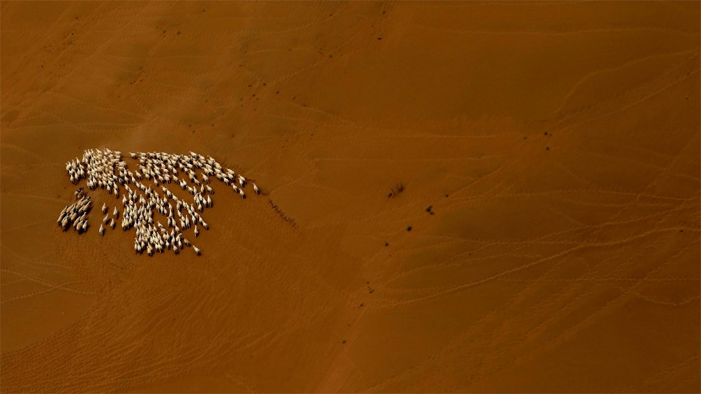 Gobi Sheep