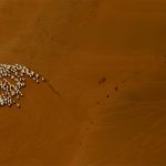 Gobi Sheep