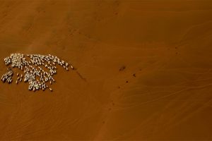 Gobi Sheep