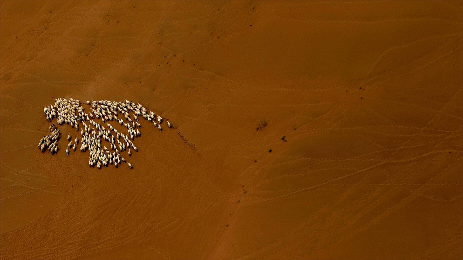 Gobi Sheep