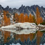 Golden Larches