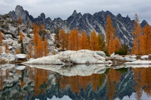 Golden Larches