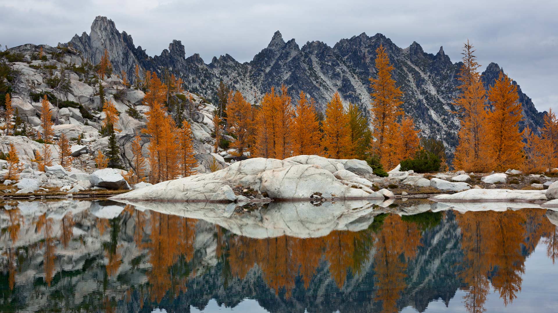 Golden Larches