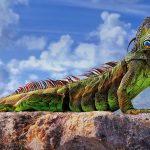 Green Iguana