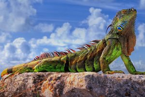 Green Iguana