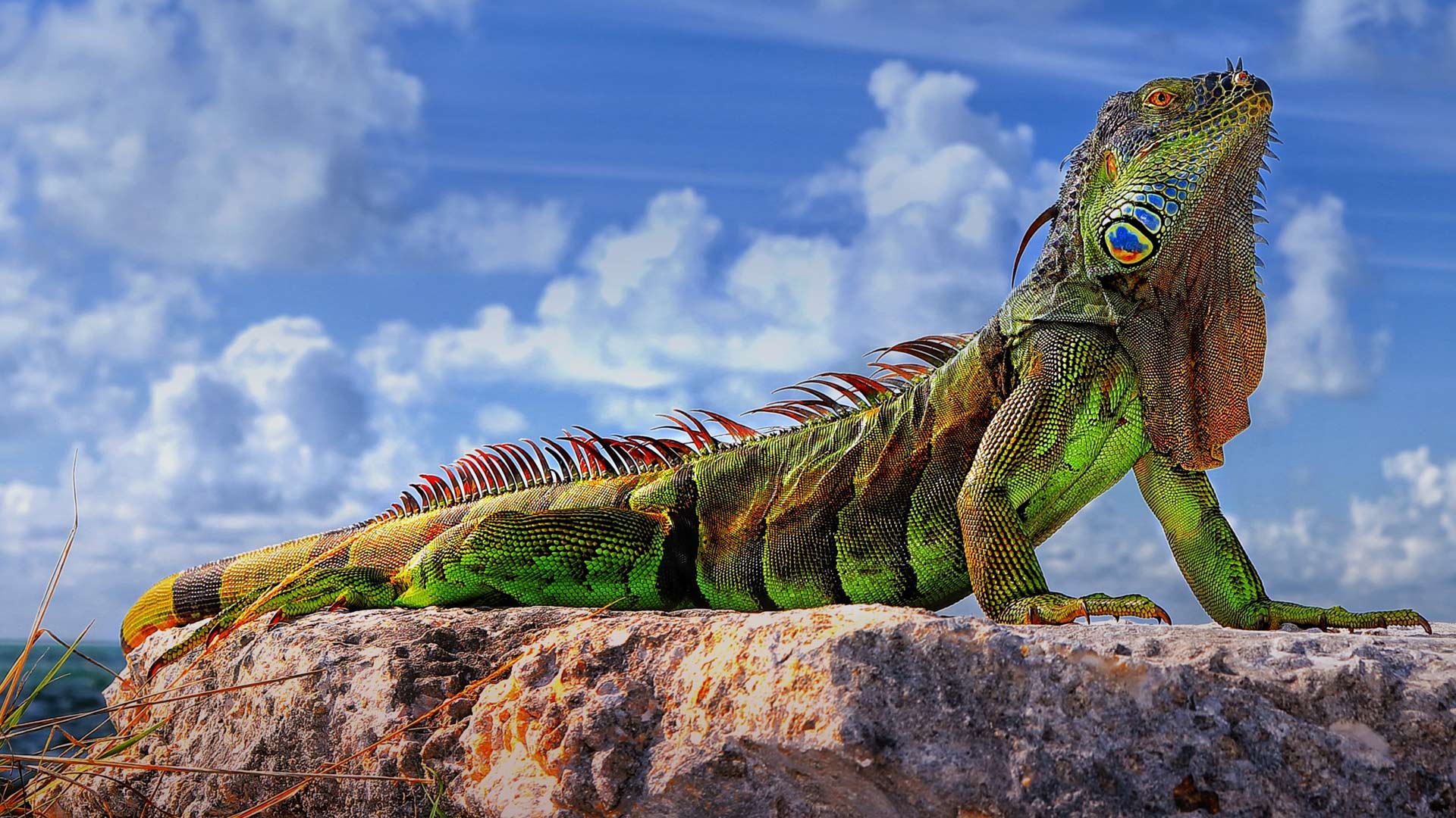 Green Iguana