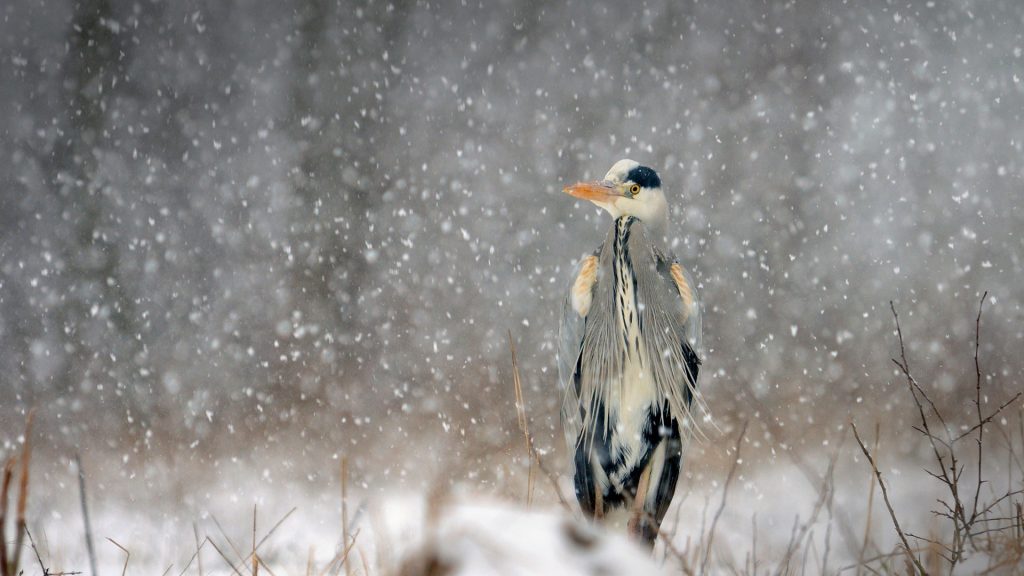 Grey Heron Snow