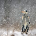 Grey Heron Snow