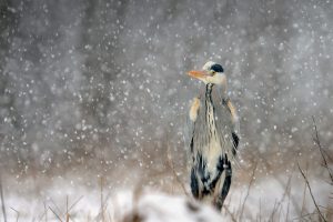 Grey Heron Snow