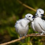 Hawaii Terns