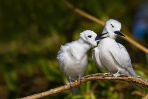 Hawaii Terns