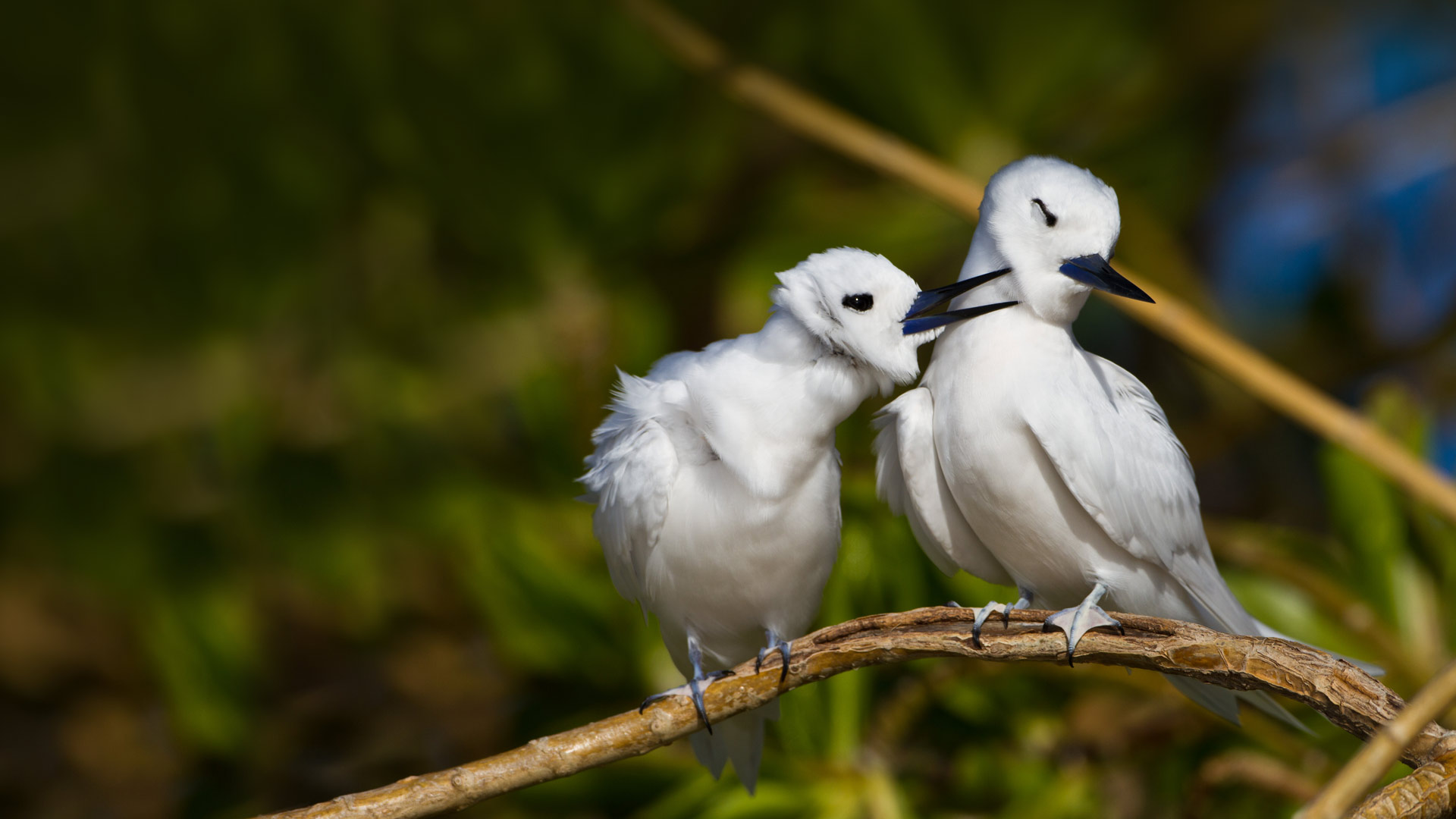 Hawaii Terns