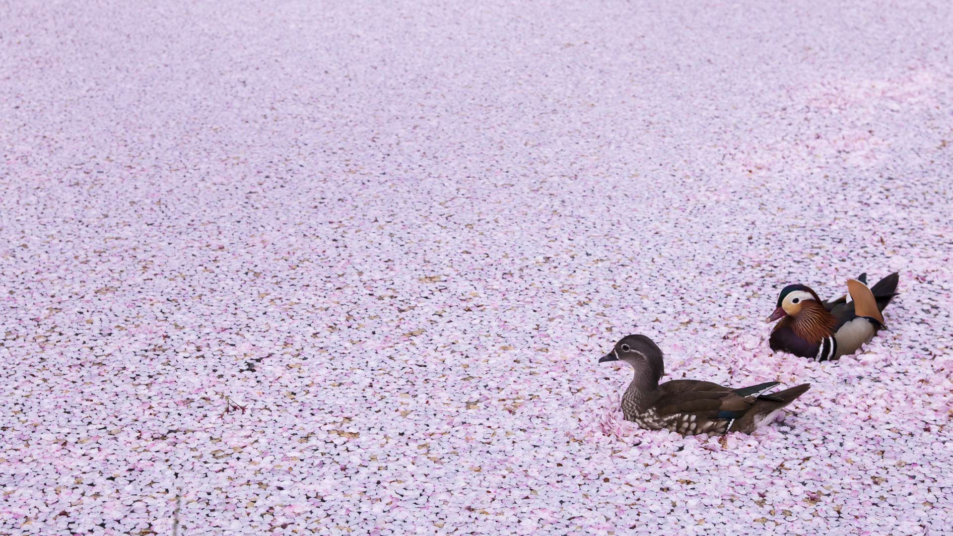 Hirosaki Park