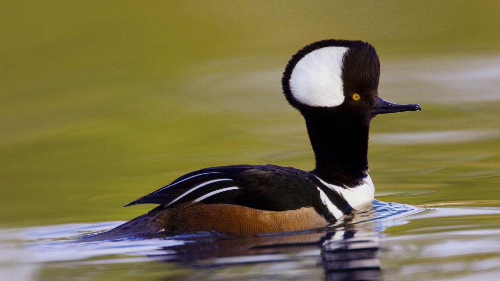 Hooded Merganser