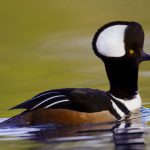 Hooded Merganser